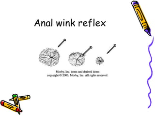 What Is An Anal Wink Test